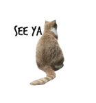 猫絵文字 英語ver（個別スタンプ：15）