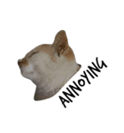 猫絵文字 英語ver（個別スタンプ：16）