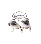 What the PUGs（個別スタンプ：1）