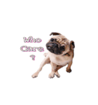 What the PUGs（個別スタンプ：5）