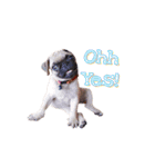 What the PUGs（個別スタンプ：6）