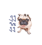 What the PUGs（個別スタンプ：7）