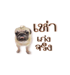 What the PUGs（個別スタンプ：8）