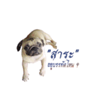 What the PUGs（個別スタンプ：9）