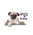 What the PUGs（個別スタンプ：10）