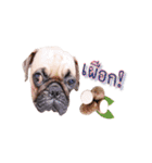 What the PUGs（個別スタンプ：11）