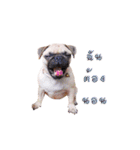 What the PUGs（個別スタンプ：12）