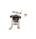 What the PUGs（個別スタンプ：13）