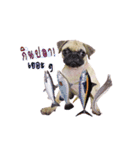 What the PUGs（個別スタンプ：14）