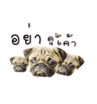 What the PUGs（個別スタンプ：15）