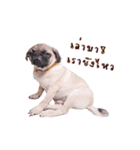 What the PUGs（個別スタンプ：16）