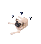 What the PUGs（個別スタンプ：25）