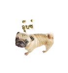 What the PUGs（個別スタンプ：26）