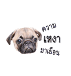 What the PUGs（個別スタンプ：28）