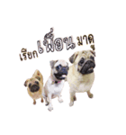 What the PUGs（個別スタンプ：29）