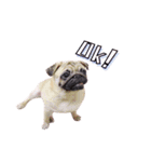 What the PUGs（個別スタンプ：30）