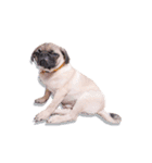 What the PUGs（個別スタンプ：34）