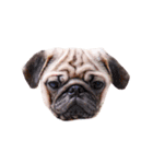 What the PUGs（個別スタンプ：36）