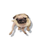 What the PUGs（個別スタンプ：37）