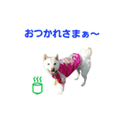 小雪の日常（個別スタンプ：4）