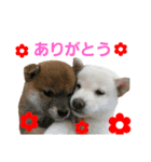 小雪の日常（個別スタンプ：11）