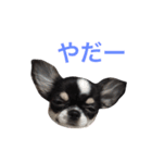 りきゅさんとひみ 3（個別スタンプ：4）