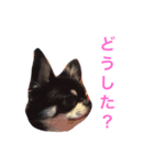 りきゅさんとひみ 3（個別スタンプ：6）