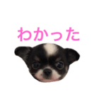 りきゅさんとひみ 3（個別スタンプ：7）