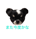 りきゅさんとひみ 3（個別スタンプ：11）