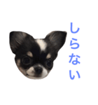 りきゅさんとひみ 3（個別スタンプ：12）
