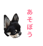 りきゅさんとひみ 3（個別スタンプ：13）