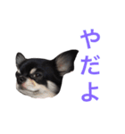 りきゅさんとひみ 3（個別スタンプ：15）