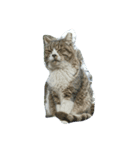 かすねこ（個別スタンプ：4）