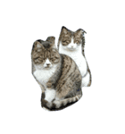 かすねこ（個別スタンプ：5）