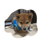 たび"足袋"ちゃん（個別スタンプ：3）