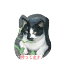 犬、猫（個別スタンプ：1）