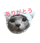 ロシアンブルーの照ちゃん（個別スタンプ：3）