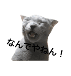ロシアンブルーの照ちゃん（個別スタンプ：15）