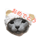 ロシアンブルーの照ちゃん（個別スタンプ：17）