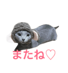 ロシアンブルーの照ちゃん（個別スタンプ：22）