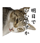 ビジネスシーンに便利なランちゃん一家（個別スタンプ：6）