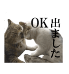 ビジネスシーンに便利なランちゃん一家（個別スタンプ：9）