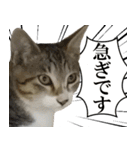 ビジネスシーンに便利なランちゃん一家（個別スタンプ：10）