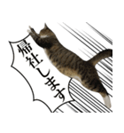 ビジネスシーンに便利なランちゃん一家（個別スタンプ：13）