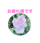 お花の写真スタンプ（個別スタンプ：6）