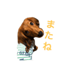 ダックス(レッド)日常会話2（個別スタンプ：3）