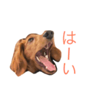 ダックス(レッド)日常会話2（個別スタンプ：5）