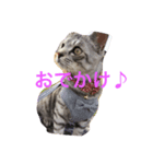 ごましおくん（個別スタンプ：5）