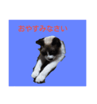 猫＆犬（個別スタンプ：1）