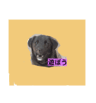 猫＆犬（個別スタンプ：4）
